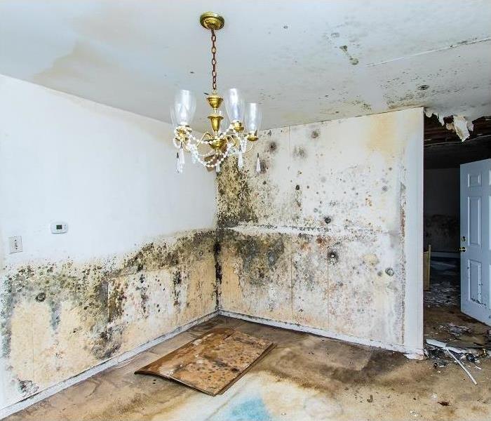mold damage along wall of dining room
