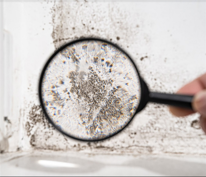 a person looking at mold on a wall through a magnifying glass